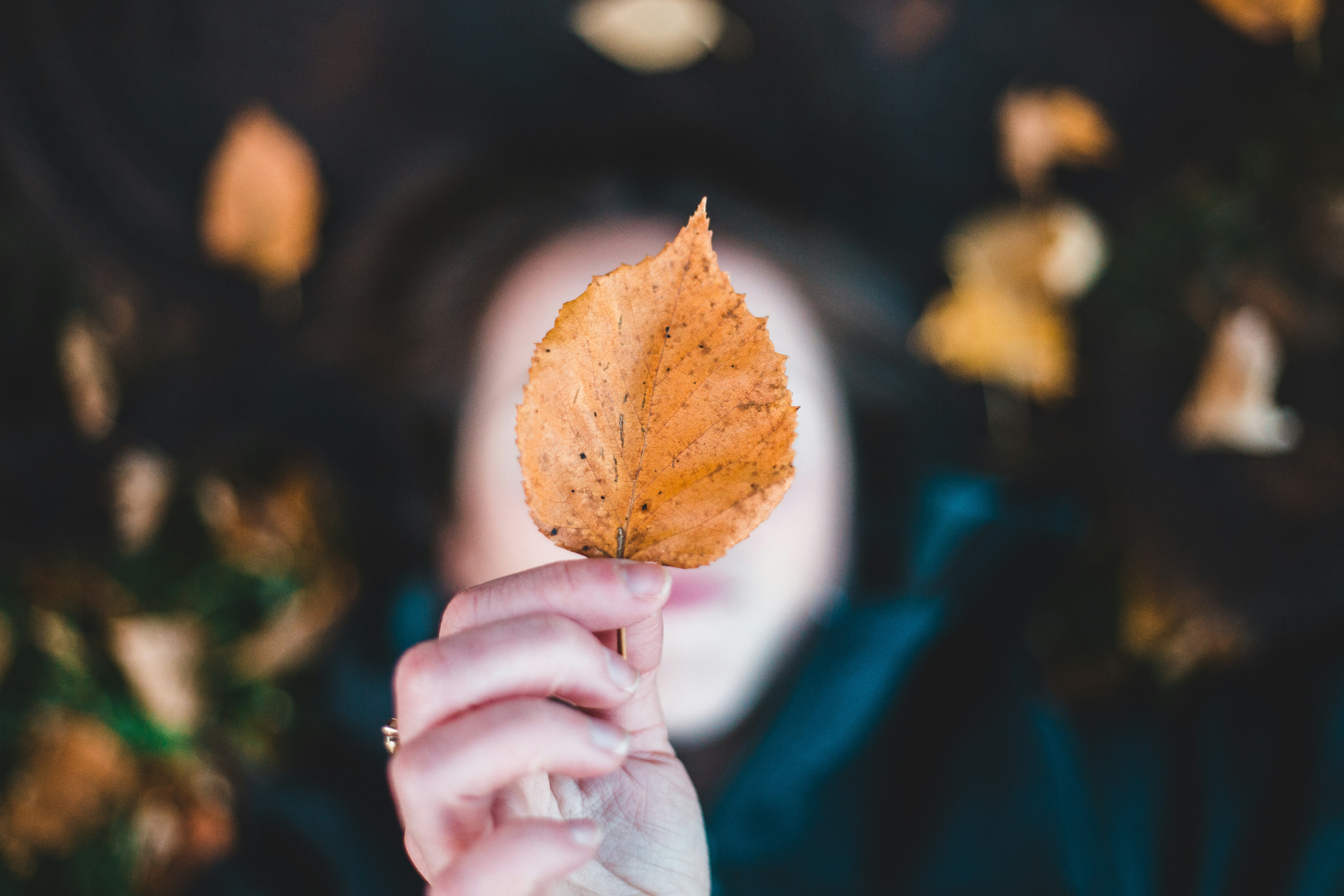 brown leaf in bokeh photo